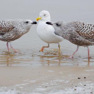 Lesser Black-backed Gull