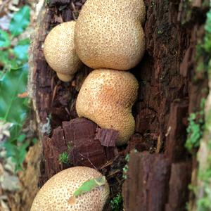 Pigskin Poison Puffball