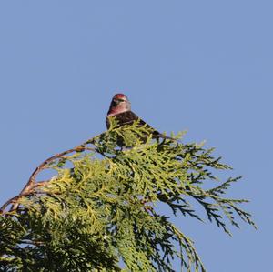 Common Redpoll