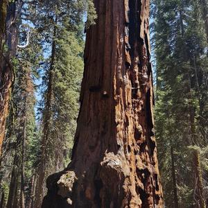 Giant Sequoia