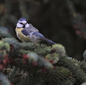 Blue Tit