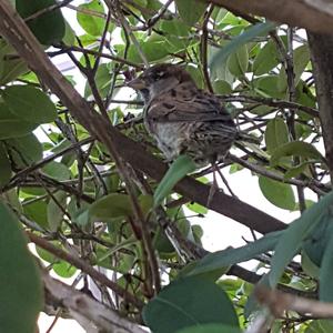 House Sparrow