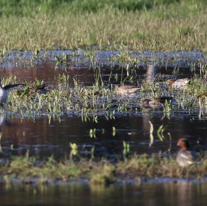 Common Teal