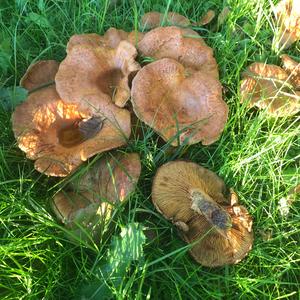 Poison Paxillus