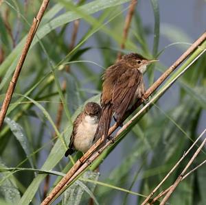 Eurasian Reed-warbler