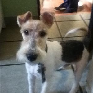 Fox Terrier (Wire)