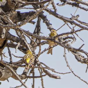 European Serin