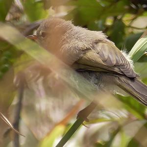 Willow Warbler