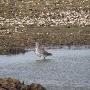 Common Redshank