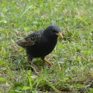 Common Starling