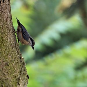 Wood Nuthatch