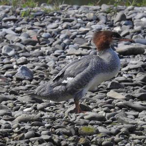 Red-breasted Merganser