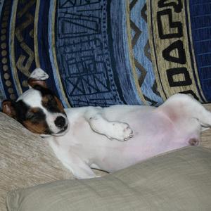 Russell Terrier