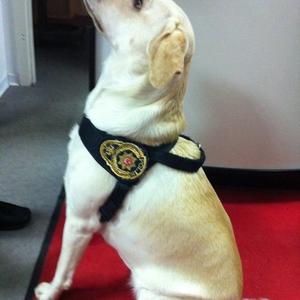 Unknown Breed