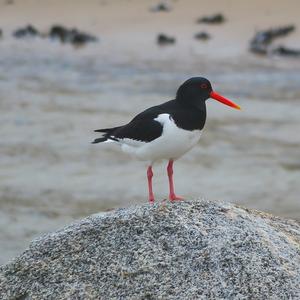 Eurasian Oystercatcher