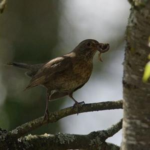 Eurasian Blackbird