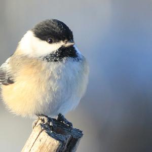 Black-capped Chickadee