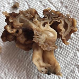 Conifer False Morel