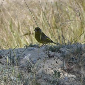 European Greenfinch