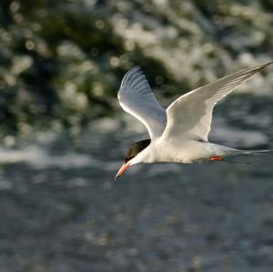 Common Tern