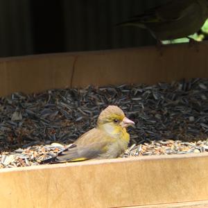 European Greenfinch