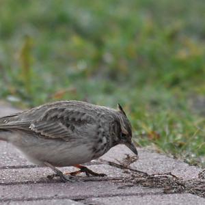 Crested Lark