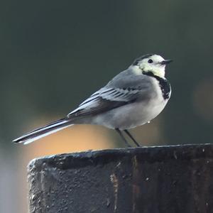 White Wagtail