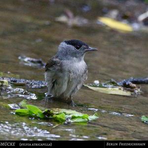 Blackcap