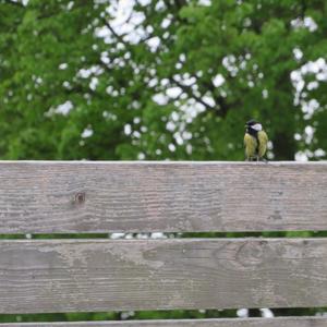 Great Tit