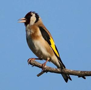 European Goldfinch