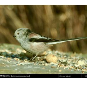 Long-tailed Tit