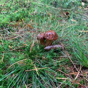 Bay Bolete