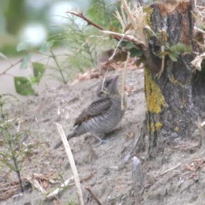 Eurasian Wryneck