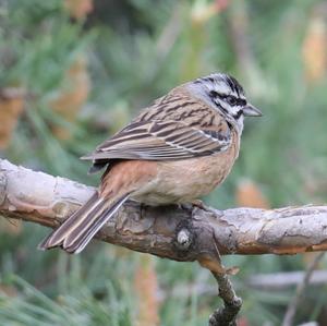 Rock Bunting