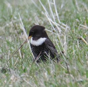 Ring Ouzel