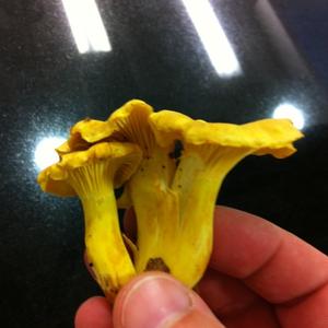 Chanterelle, Common