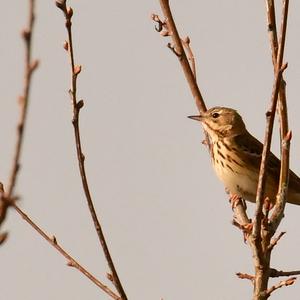 Tree Pipit