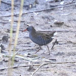 Water Rail