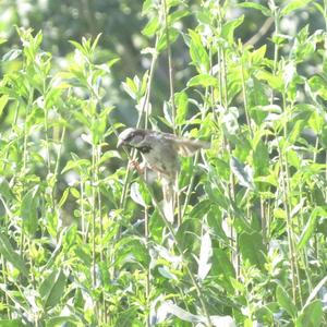 House Sparrow