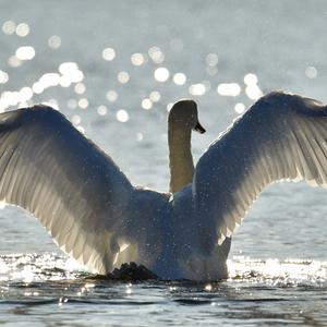 Mute Swan