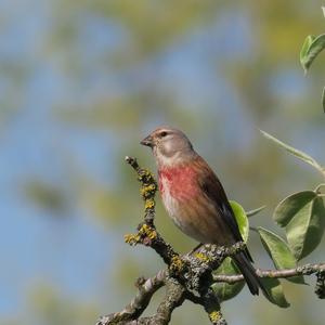 Eurasian Linnet