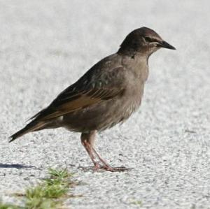 Common Starling