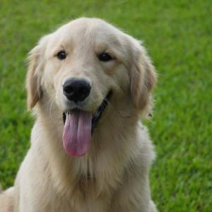 Retriever (Golden)