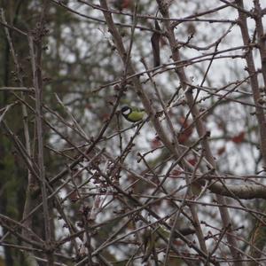 Great Tit