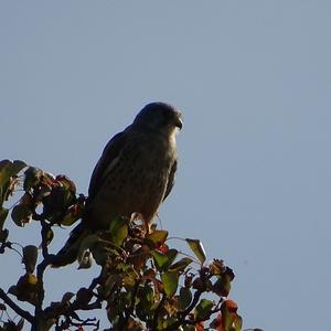 Common Kestrel