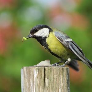 Great Tit