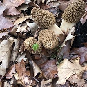 Yellow Morel