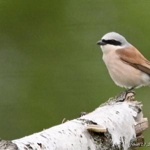 Red-backed Shrike