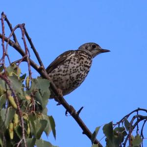 Mistle Thrush