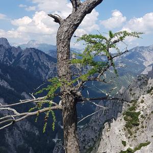 Larch (European)